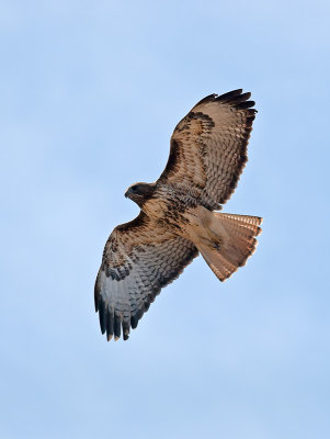 Red-tailed Hawk _A094449.jpg