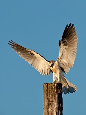 juvenile White-tailed Kite _9273340.jpg