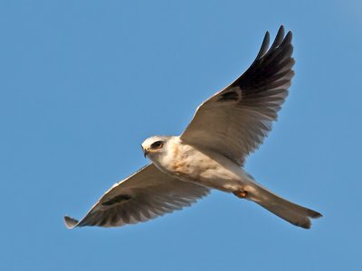Juvenile White-tailed Kite _A063921.jpg
