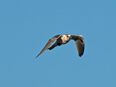 juvenile White-tailed Kite _A073977.jpg