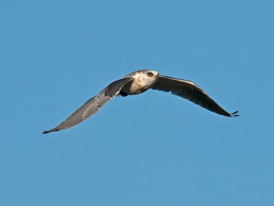 juvenile White-tailed Kite _A073981.jpg
