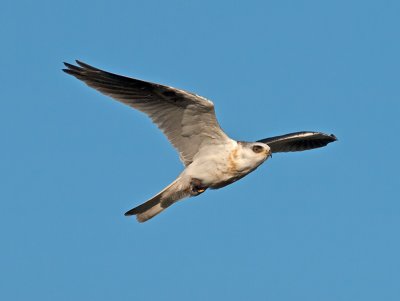 juvenile White-tailed Kite _A073983.jpg