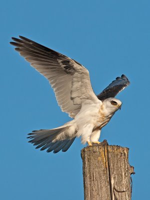 juvenile White-tailed Kite _A073993.jpg