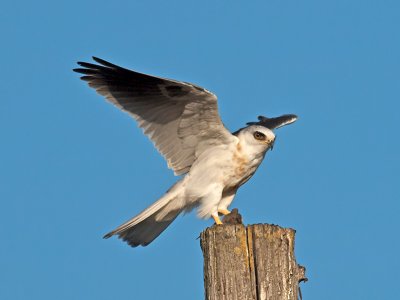 juvenile White-tailed Kite _A073995.jpg