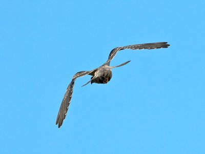 juvenile White-tailed Kite _A074001.jpg