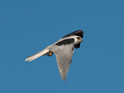 White-tailed Kite _9273285.jpg