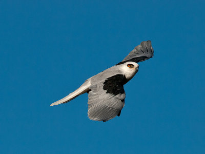 White-tailed Kite _9273286.jpg