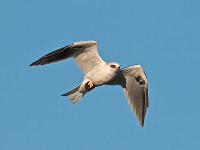 White-tailed Kite _A074010.jpg