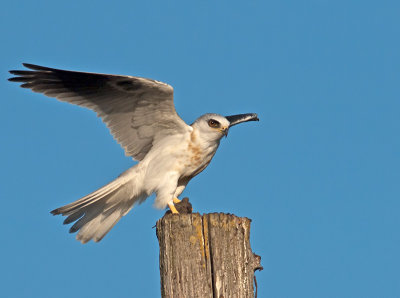 Juvenile White-tailed Kite _A073996.jpg