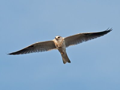 Juvenile White-tailed Kite_A063914.jpg