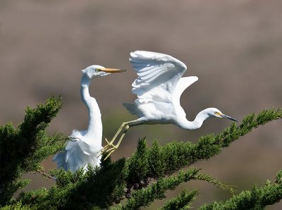 Egrets _A043673.jpg