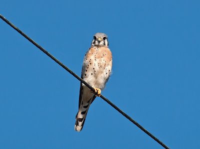 male American Kestrel _A315276.jpg