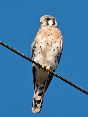 male American Kestrel _A315281.jpg