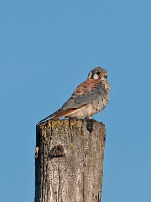 male American Kestrel _B035407.jpg