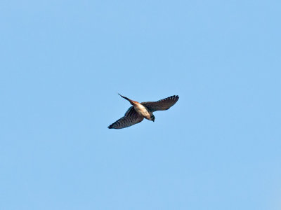 male American Kestrel _B035462.jpg