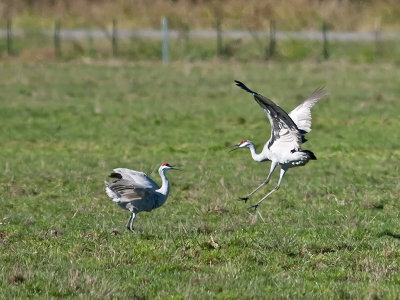 Sandhill Cranes dancing _A264982.jpg