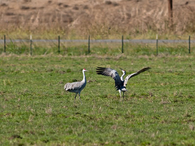 Sandhill Cranes dancing _A265050.jpg