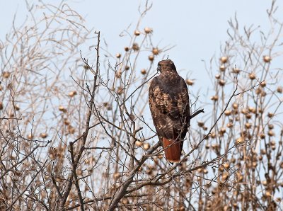 Red-tailed Hawk _A164675.jpg