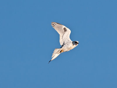 Juvenile White-tailed Kite _A154377.jpg
