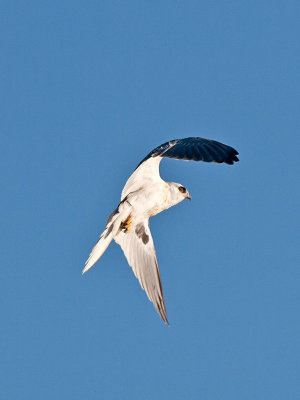 juvenile White-tailed Kite _A154378.jpg