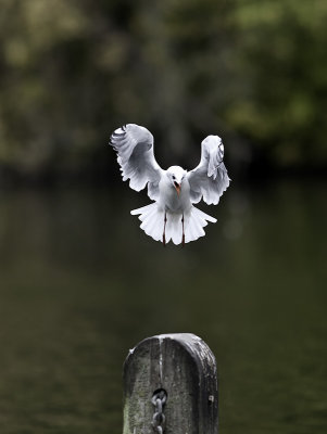 Black-headed Gull winter _8192190.jpg