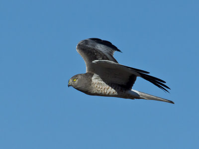 Adult male Northern Harrier _B281355-2.jpg