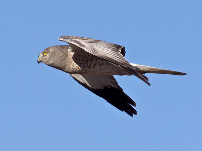 Adult male Northern Harrier _B281357-2.jpg