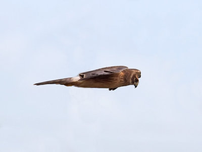 male Northern Harrier _C061636.jpg