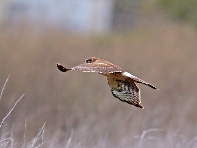 male Northern Harrier _C061656.jpg
