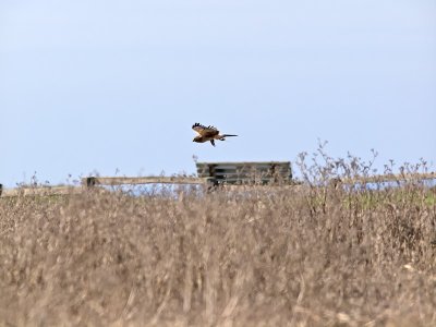 A Raven and a Harrier _C162364.jpg