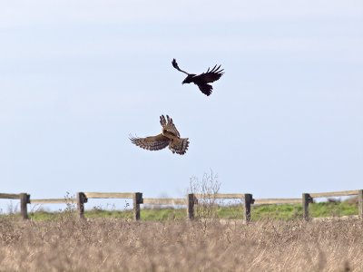 A Raven and a Harrier _C162365.jpg