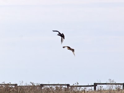 A Raven and a Harrier _C162374.jpg