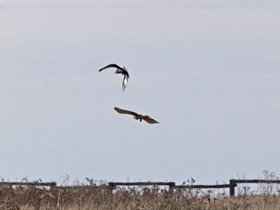 A Raven and a Harrier _C162375.jpg