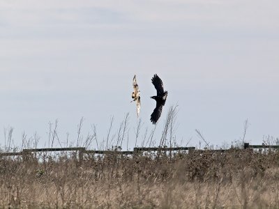 A Raven and a Harrier _C162378.jpg