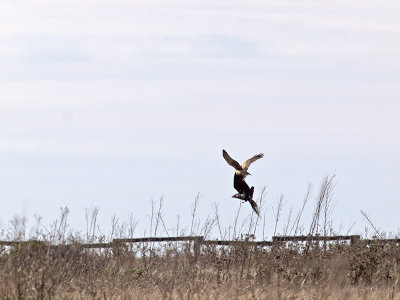 A Raven and a Harrier _C162379.jpg