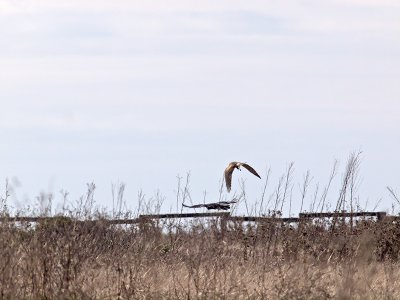 A Raven and a Harrier _C162380.jpg
