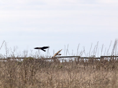 Bird Interactions