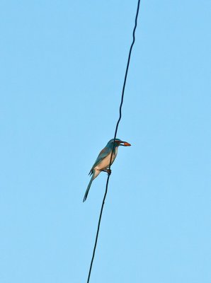 Western Scrub Jay _9294056.jpg