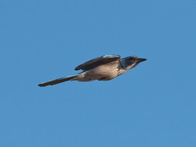 Western Scrub Jay _9294095.jpg