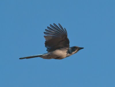 Western Scrub Jay _9294096.jpg