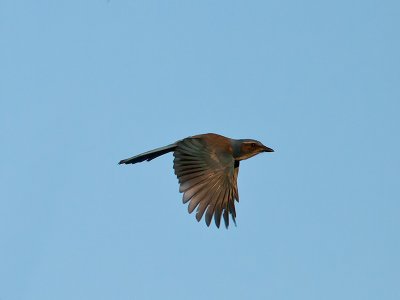 Western Scrub Jay at dawn _9294043-2.jpg