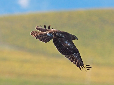 Red-tailed Hawk _B110364.jpg