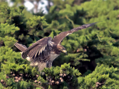 Red-tailed Hawk landing _C242407.jpg
