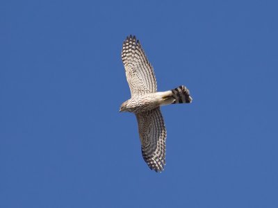 juvenile Sharp-shinned Hawk _C162253.jpg