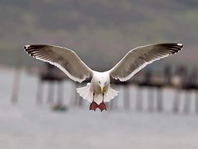 Gull landing w alula PC121936.jpg