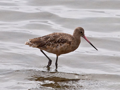 Marbled Godwit _8031558.jpg