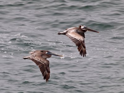 Brown Pelicans _8031500.jpg