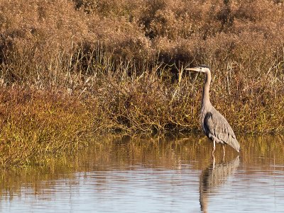 Great Blue Heron _C302643.jpg