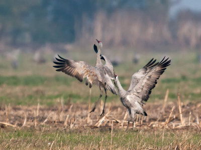 Sandhill Cranes dancing _B055775.jpg