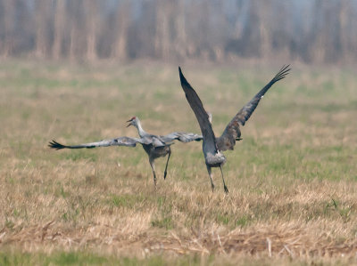 Sandhill Cranes dancing _B055798.jpg